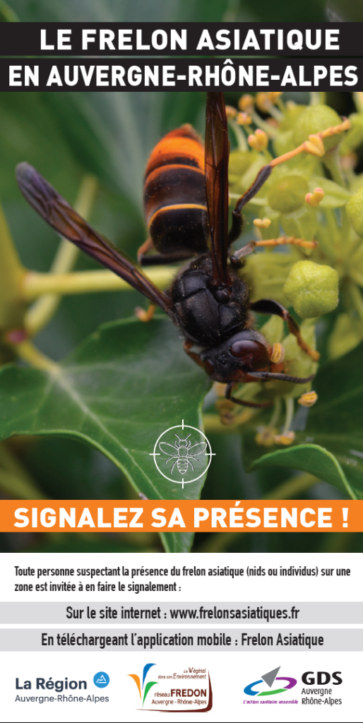 FRELON ASIATIQUE