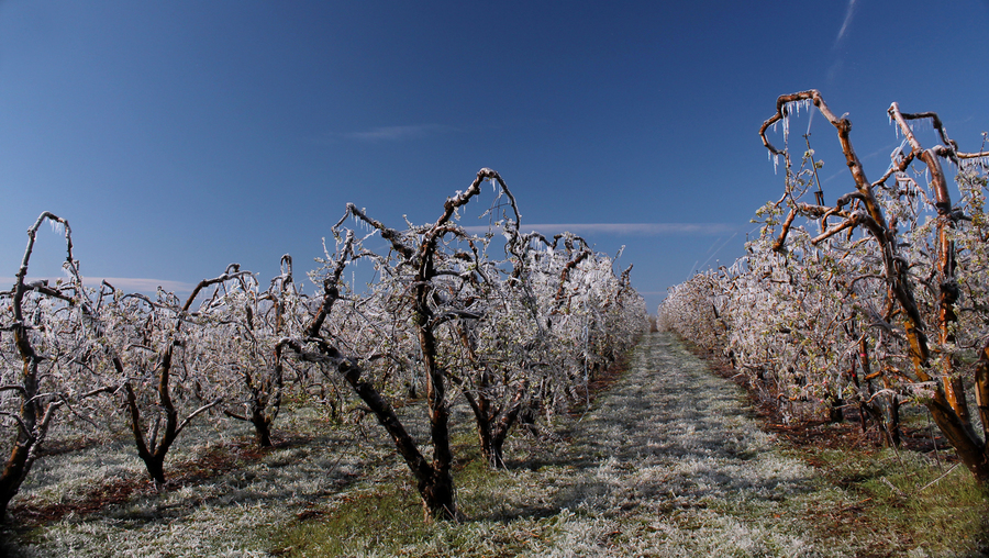 GEL 2020 et dégâts d&rsquo;arboriculture